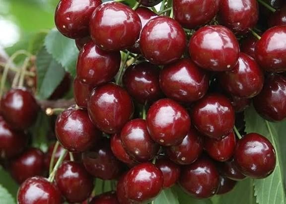 Trandafiri dulceata Rodiu diverse soirui de ciresi. Livrare curier