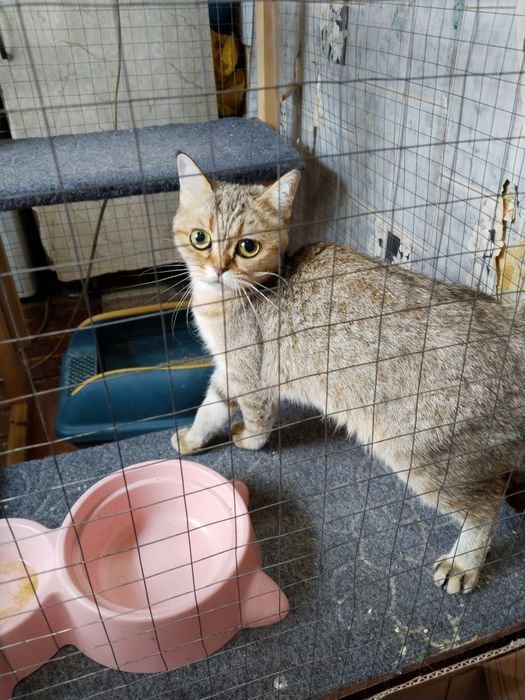 Продаётся британская шиншилла