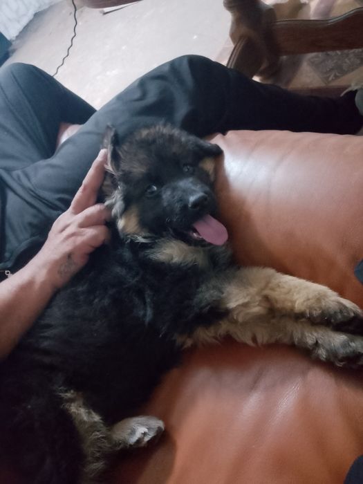 Куче немска овчарка