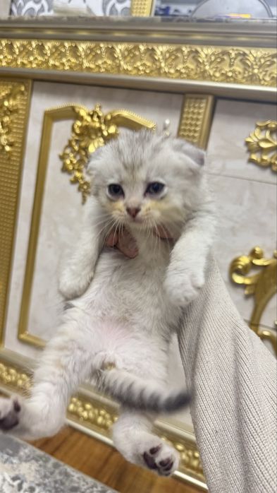 Arzon narxda seribristiy shinshilla bolalari