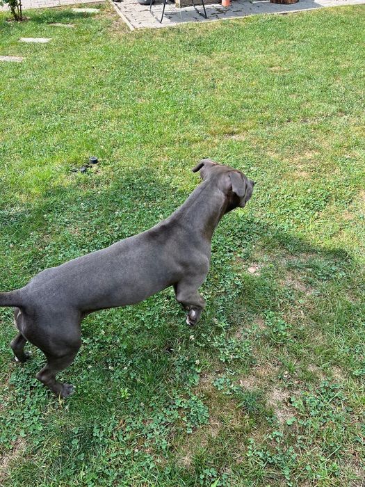 Donez Staffordshire American terrier