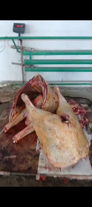 Свежее мясо говядины  | Бесплатная доставка по Алматы