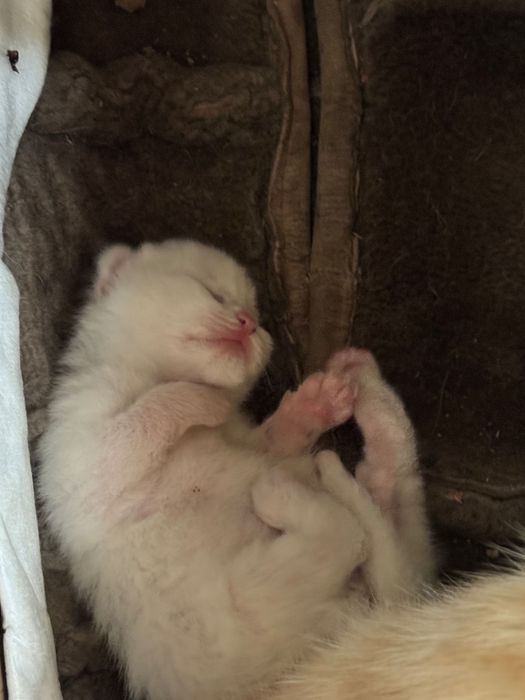 Котенок в добрые руки бесплатно