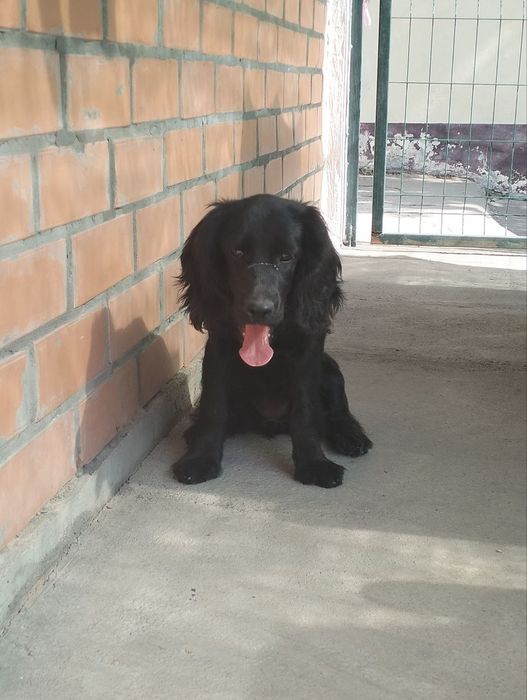 Продаю Кокер Спаниель 5 месяцев девочка