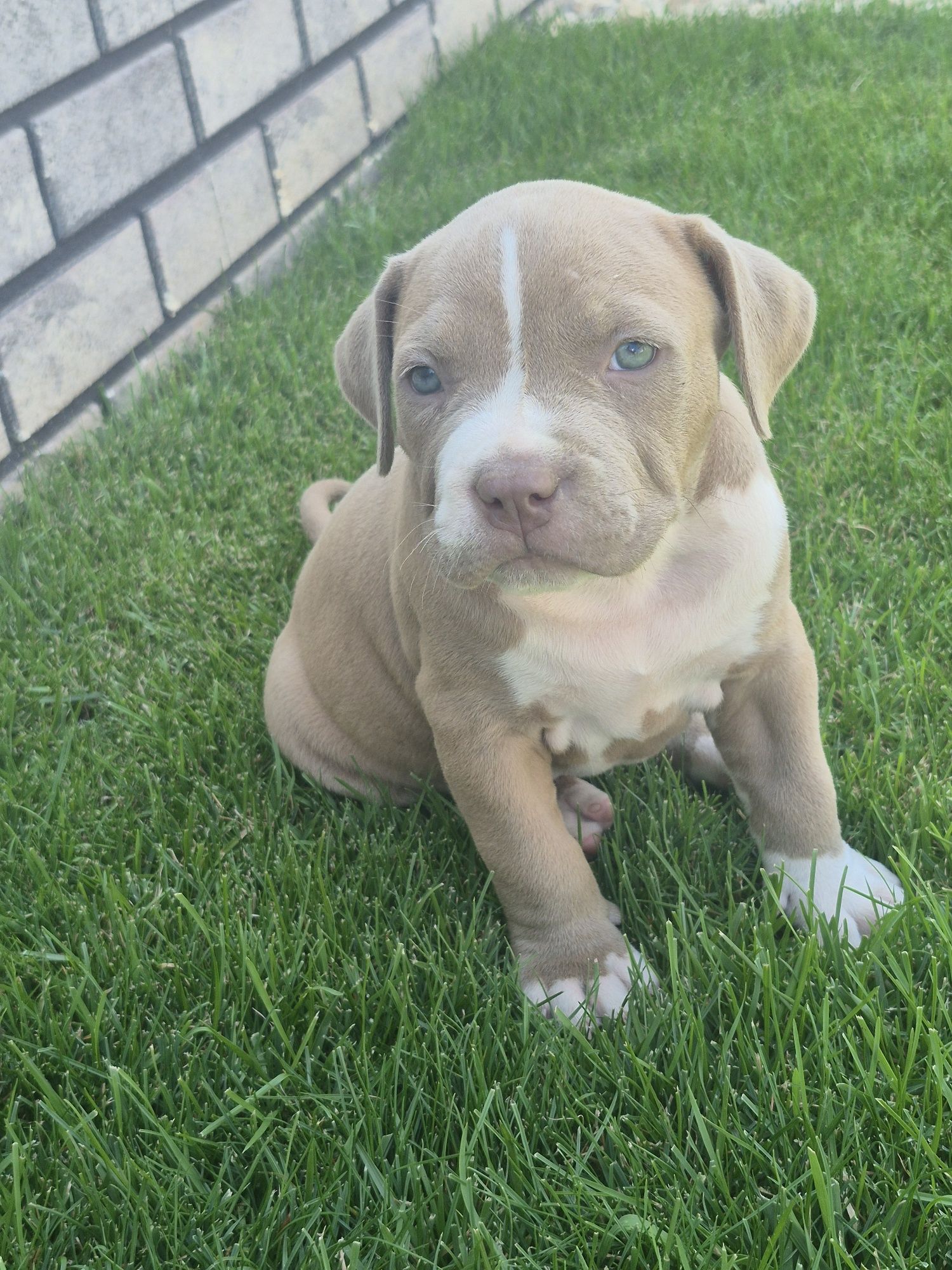 American Bully XL