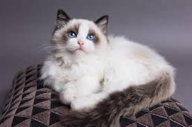 Роскошь продается ,,Ragdoll”