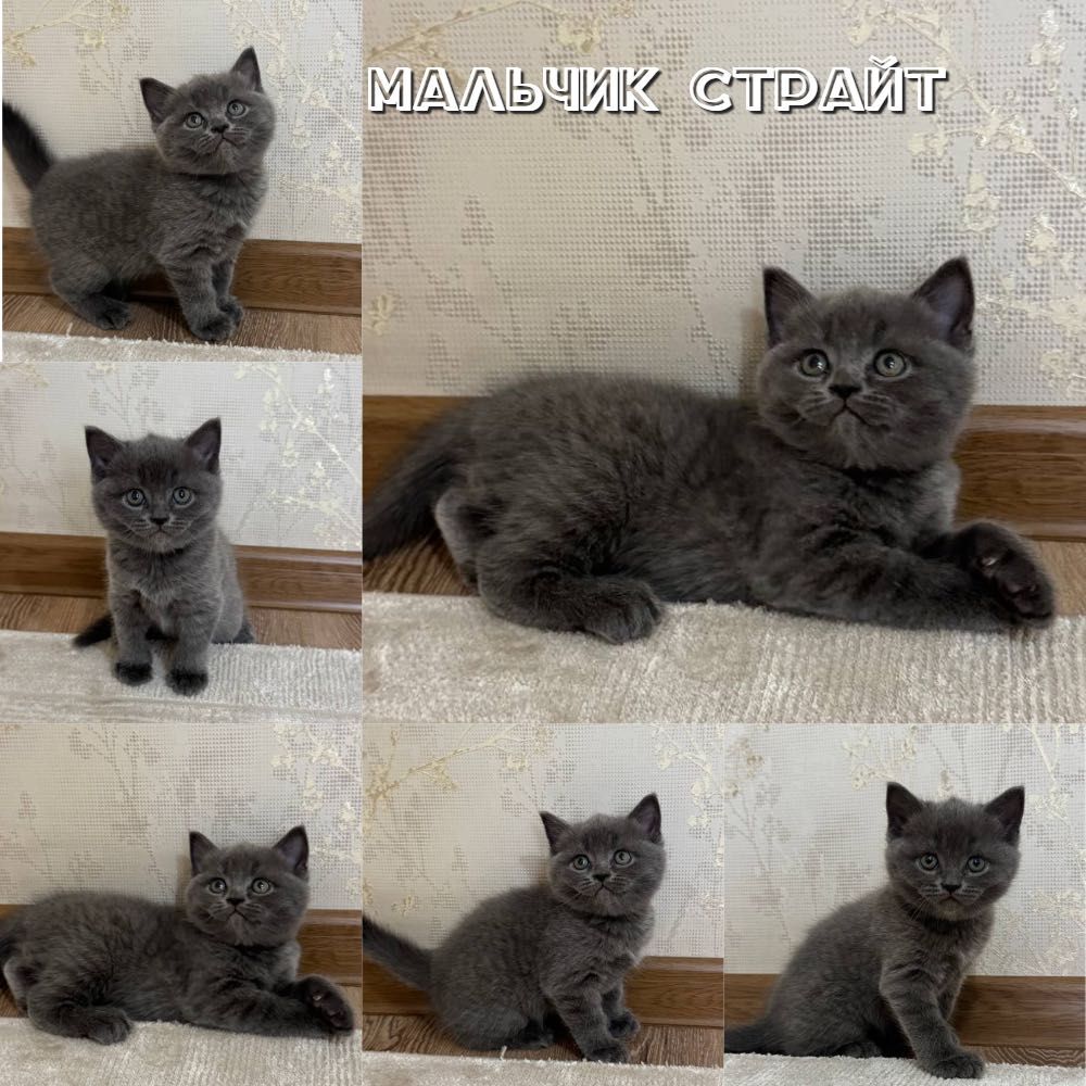 Котенок страйт/Фолд