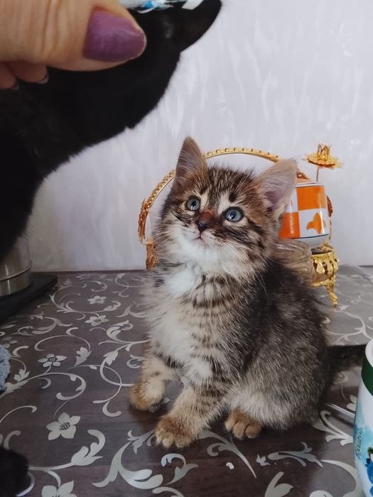 Кошечка ищет заботливые руки. Возраст 1,5/2 месяца,