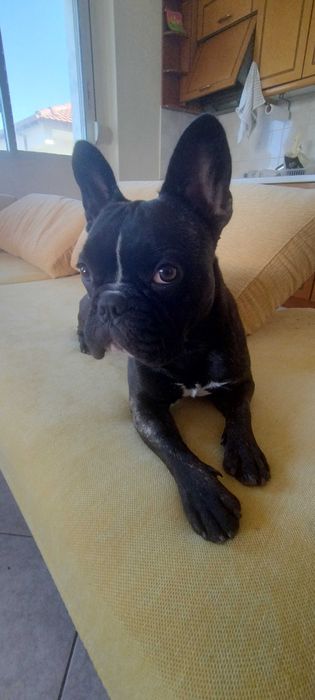 Френски булдог мъжки