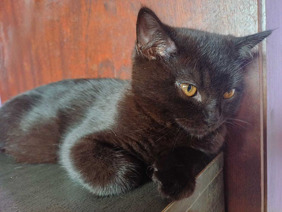 Черно британско коте