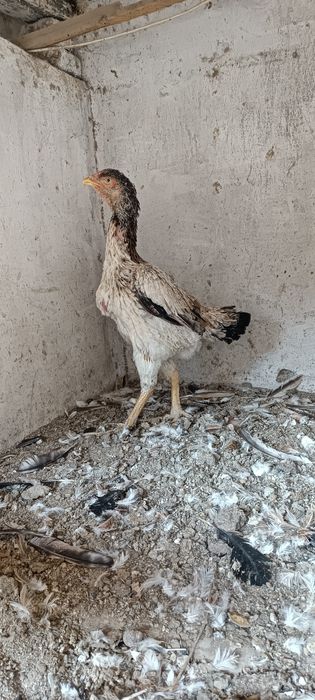 Toza ishonchli tulak Shamo makyon tuhumda