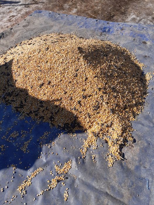 Faina furajera,uruiala amestec