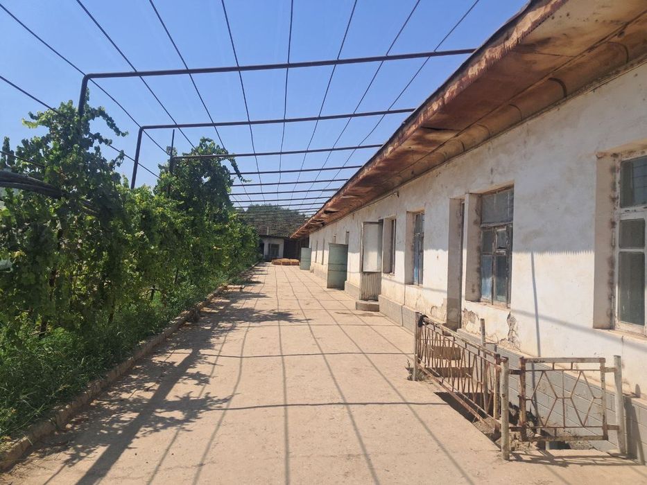 Yangiyul tumanida qora mol un ferma issiqxona teplitsasi bn sotiladi