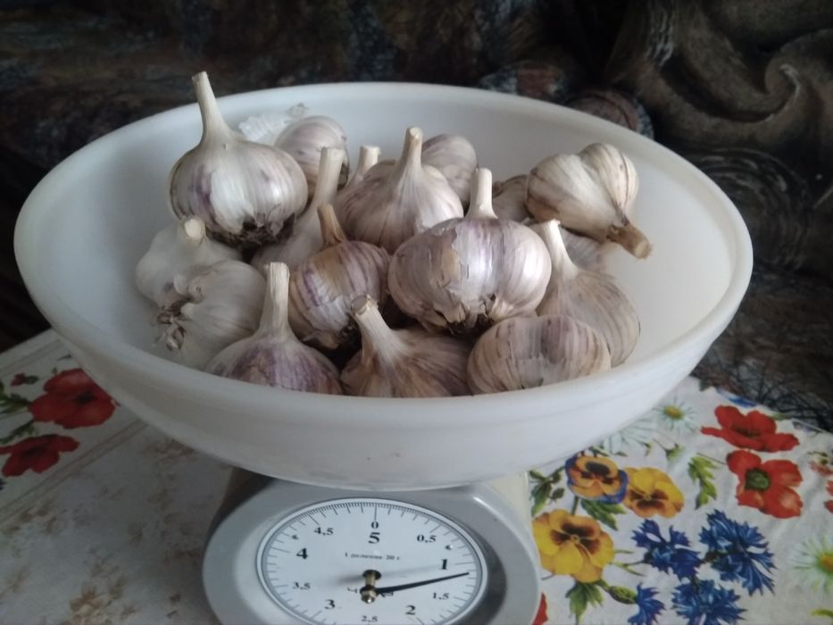 Продам чеснок зимний