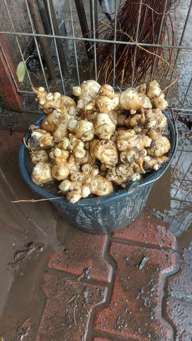 Napi Topinambur Marul de pamant  Anghinare de Ierusalim