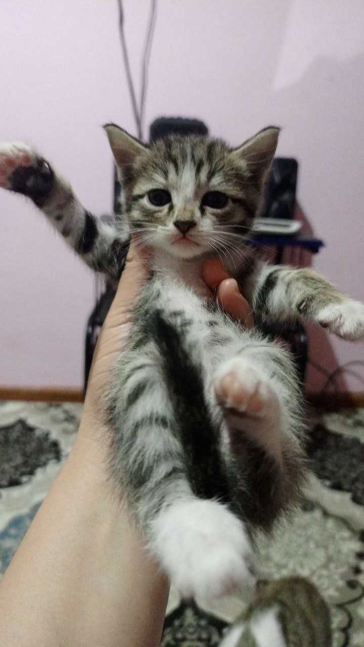 Отдам котят бесплатно