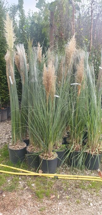 totul pentru gradina dvs