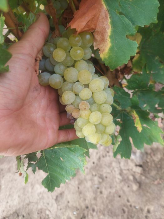 Vând struguri muscat ottonel