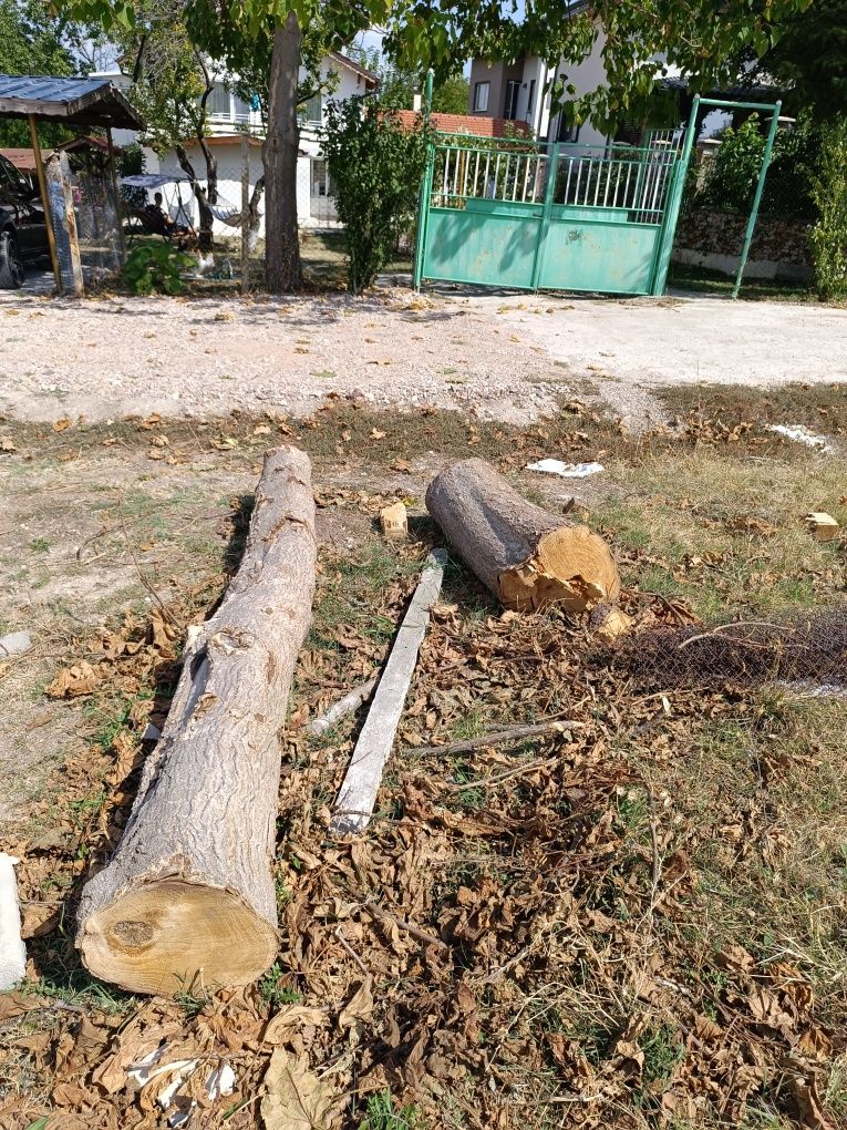 Трупи от Пауловния