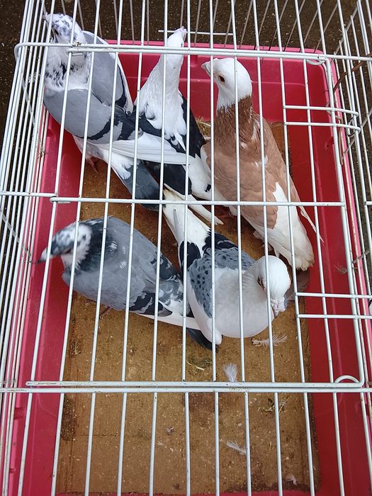 Vând porumbei voiajori baltati