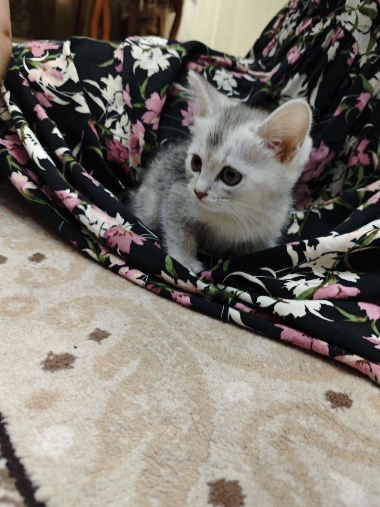 Котята золотая шиншилла