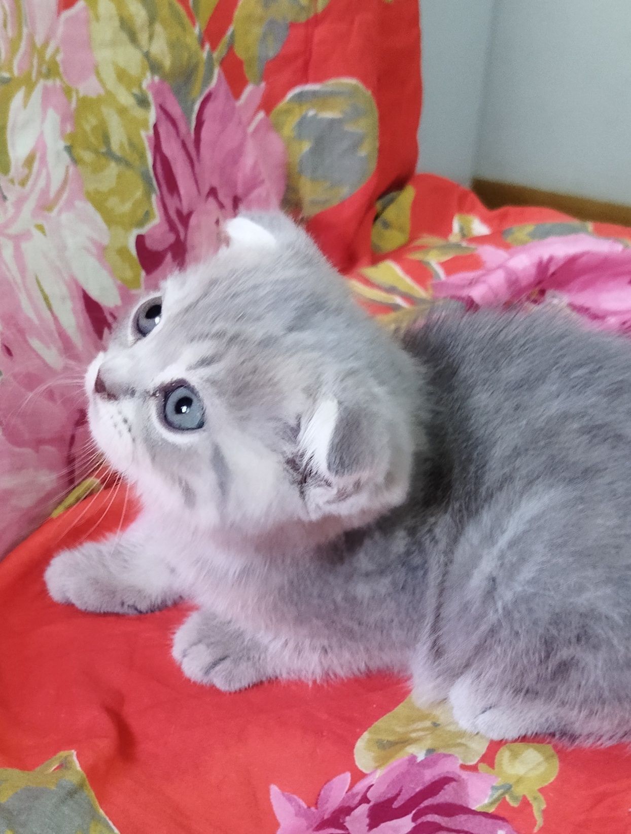 Шотландский котёнок