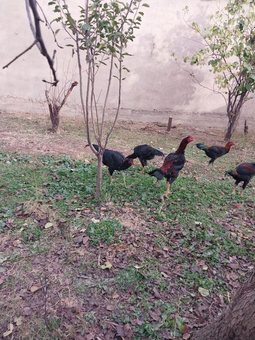 Дакан бойцовый шөже 6-месяцев 20-тысяч