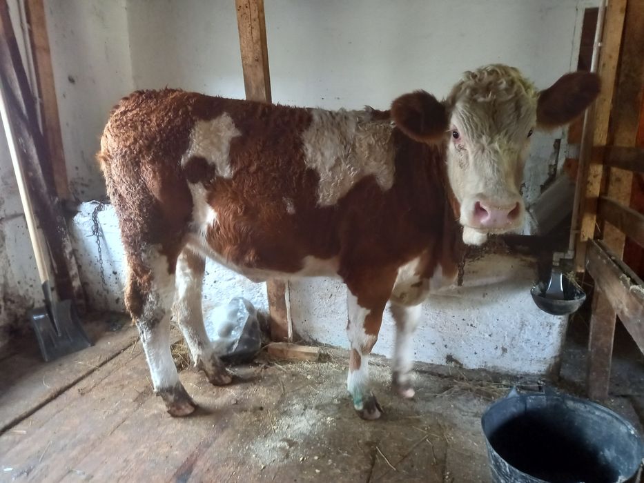 Junincă montată baltata românească