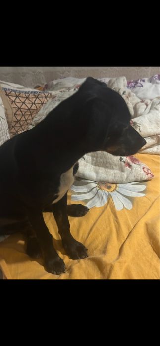 Чисто кръвен Женски пинчер