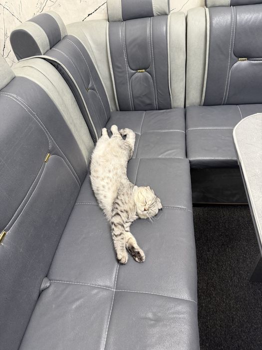 продом кошку скотиш фолд