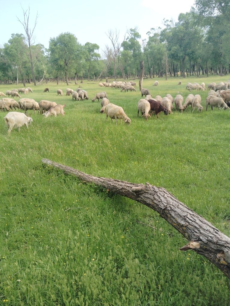 Vând 170 de oi și 40 de capre.