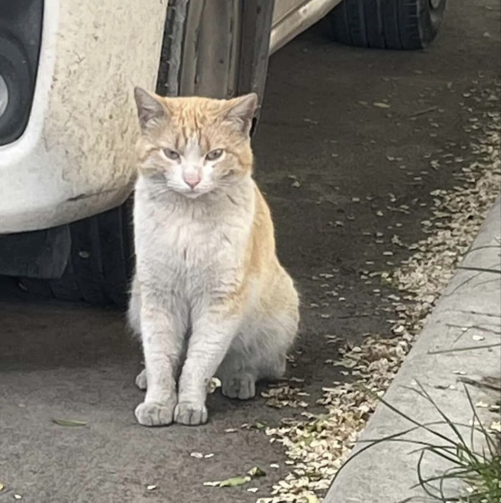 Уличный котик ищет дом