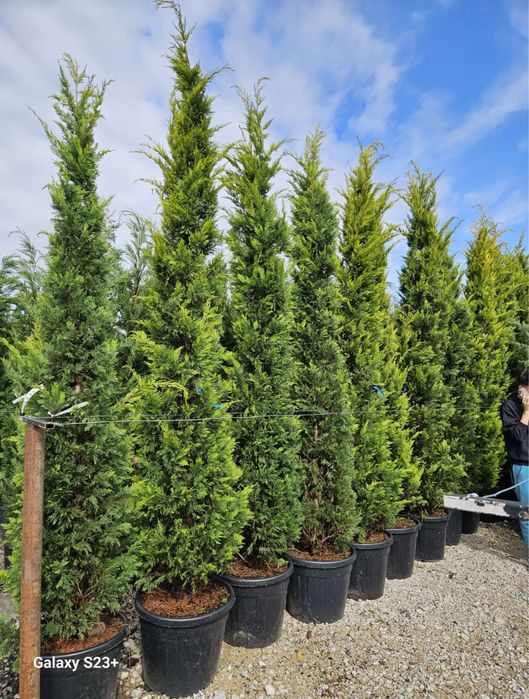 Vand leylandi/leylandi gold calitate extra