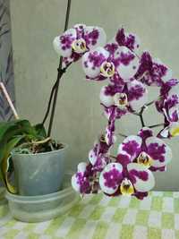 Продам Цветок орхидея 3000