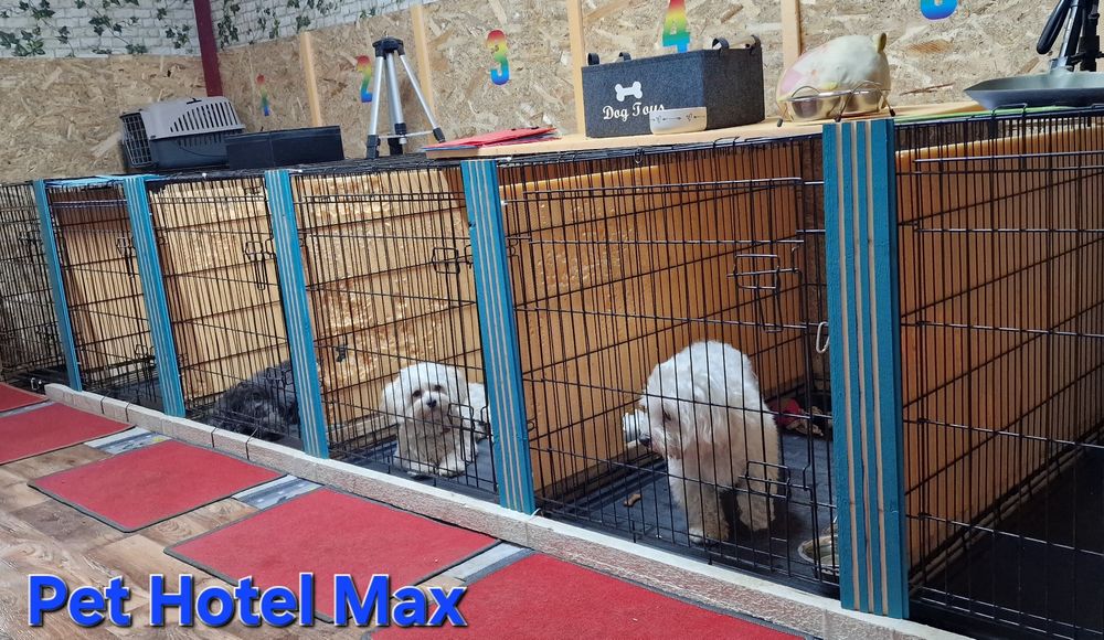 Cazare / Pensiune câini si animale de companie.