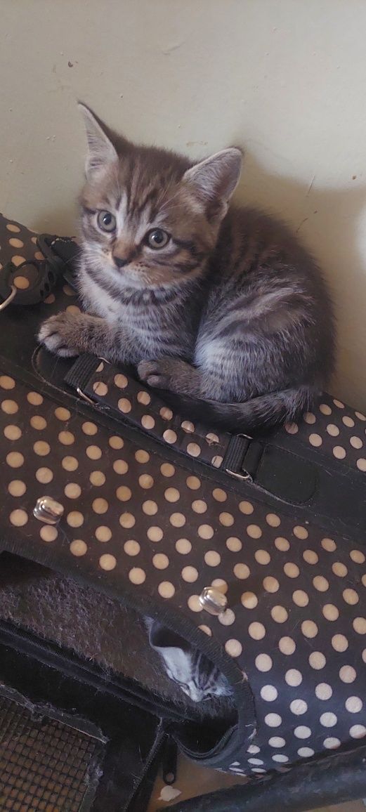 Британские котята. Бесплатно г. ШЫМКЕНТ.
