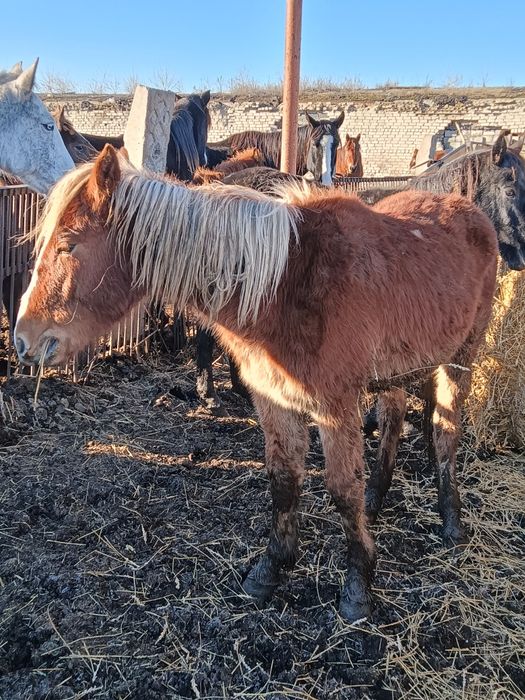 Продам лошадей 2 штуки