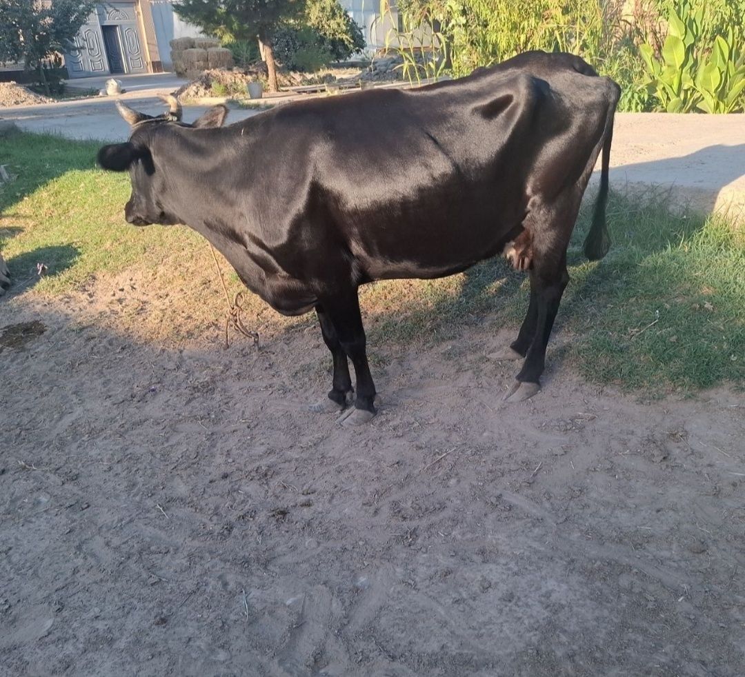 Ena bola sigir sotiladi 2 chi bolasi 10 litir suti bor