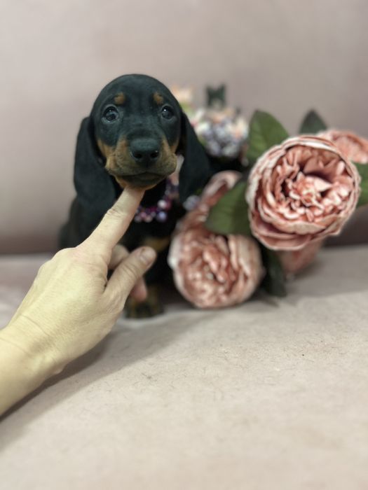 Catel teckel cu Pedigree FCI