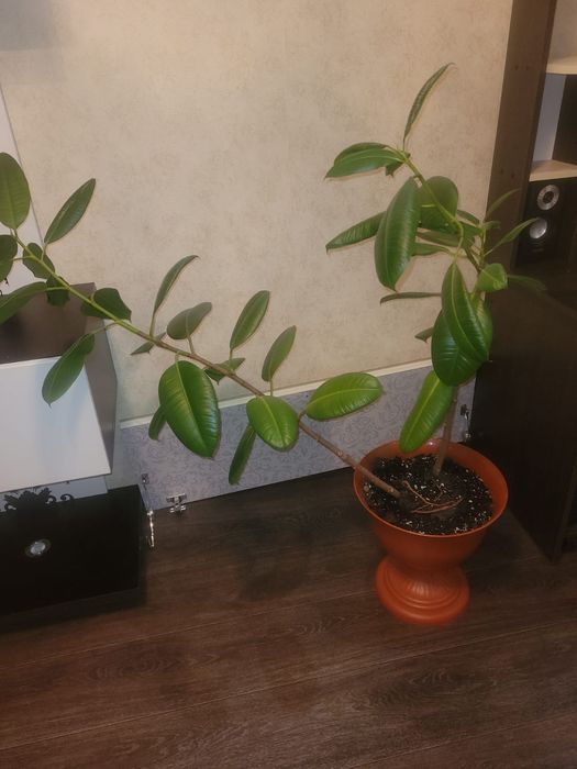 Продам цветы смотрим в описании