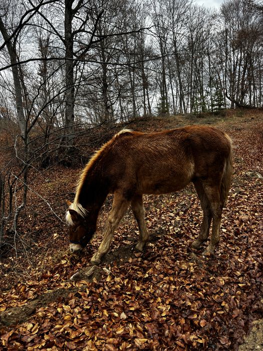 Кон, мъжки хафлингер
