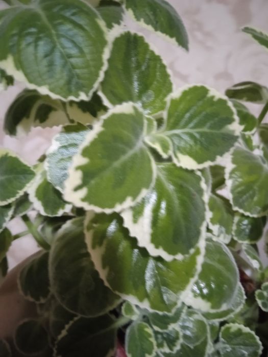 Продам ароматную мяту