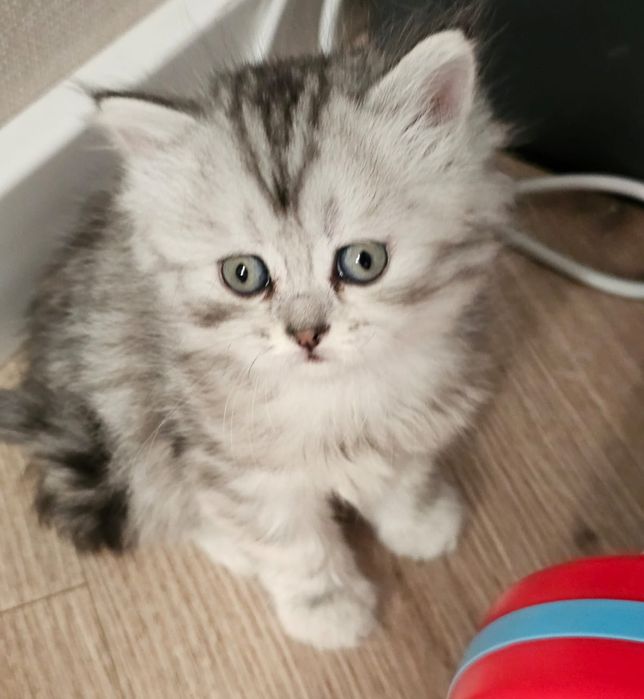 Продам породистых котят.
