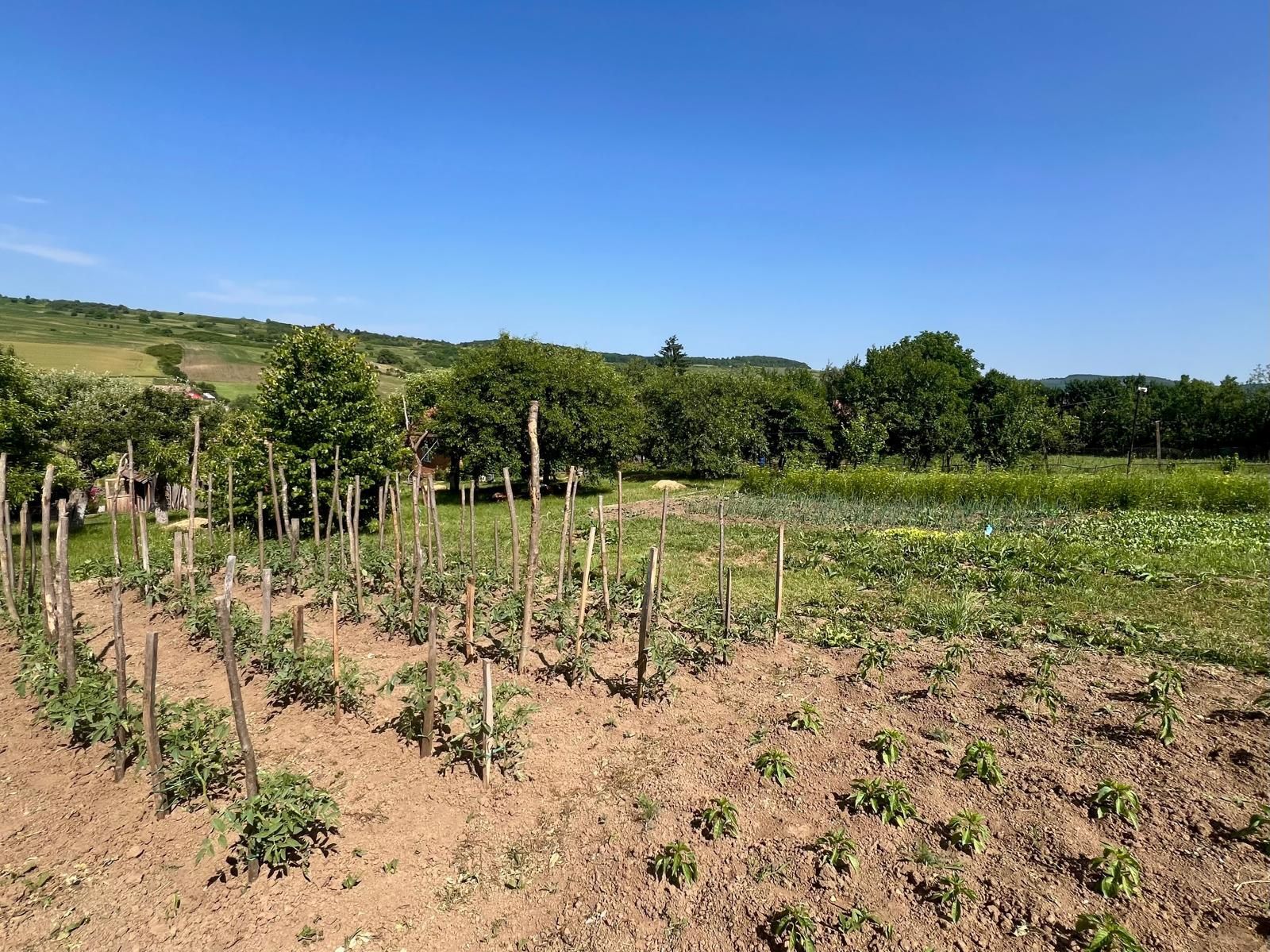 Oportunitate de investiție! Plantație fructe de pădure , coacăze ,pomi