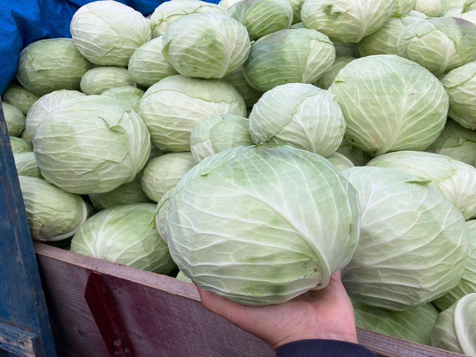 Varza de toamna plata cu frunze subtiri