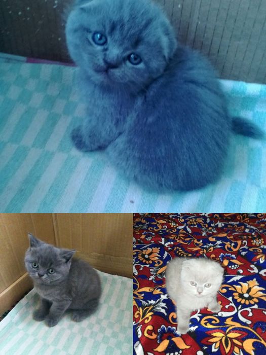 Продаются котята породы скоттиш фолд