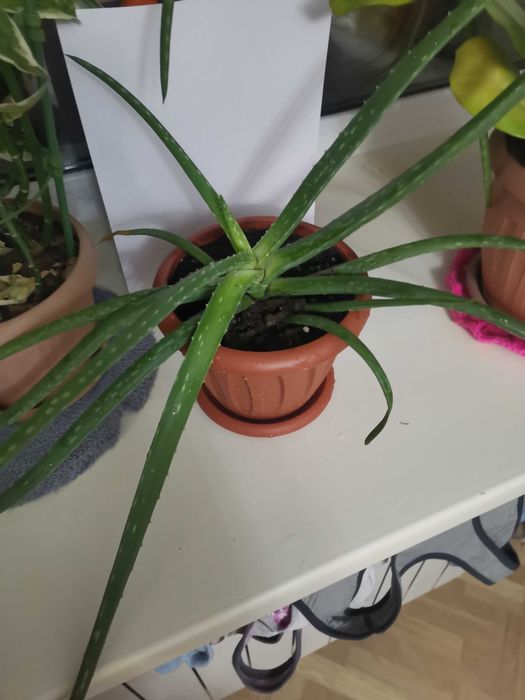 Продам  Алое Вера 3-ёх летний