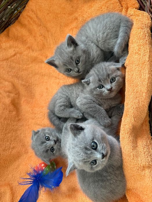 Pui British-shorthair si Scotish