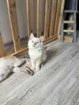 Mascul Ragdoll flame point