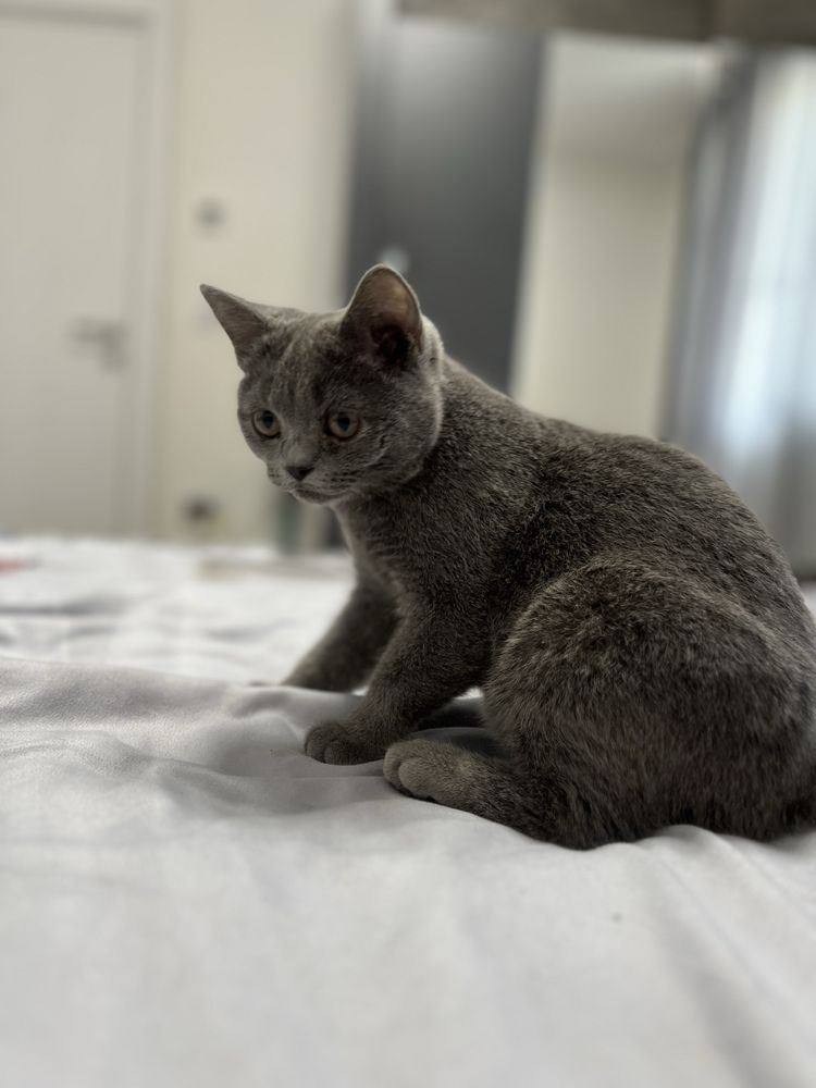 Британски котенца